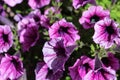 Garden petunia hybrid (Petunia Ãâ atkinsiana) in garden, blooming in spring